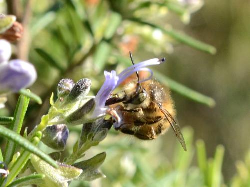 Réf. 332 047 : Anthophora salviae